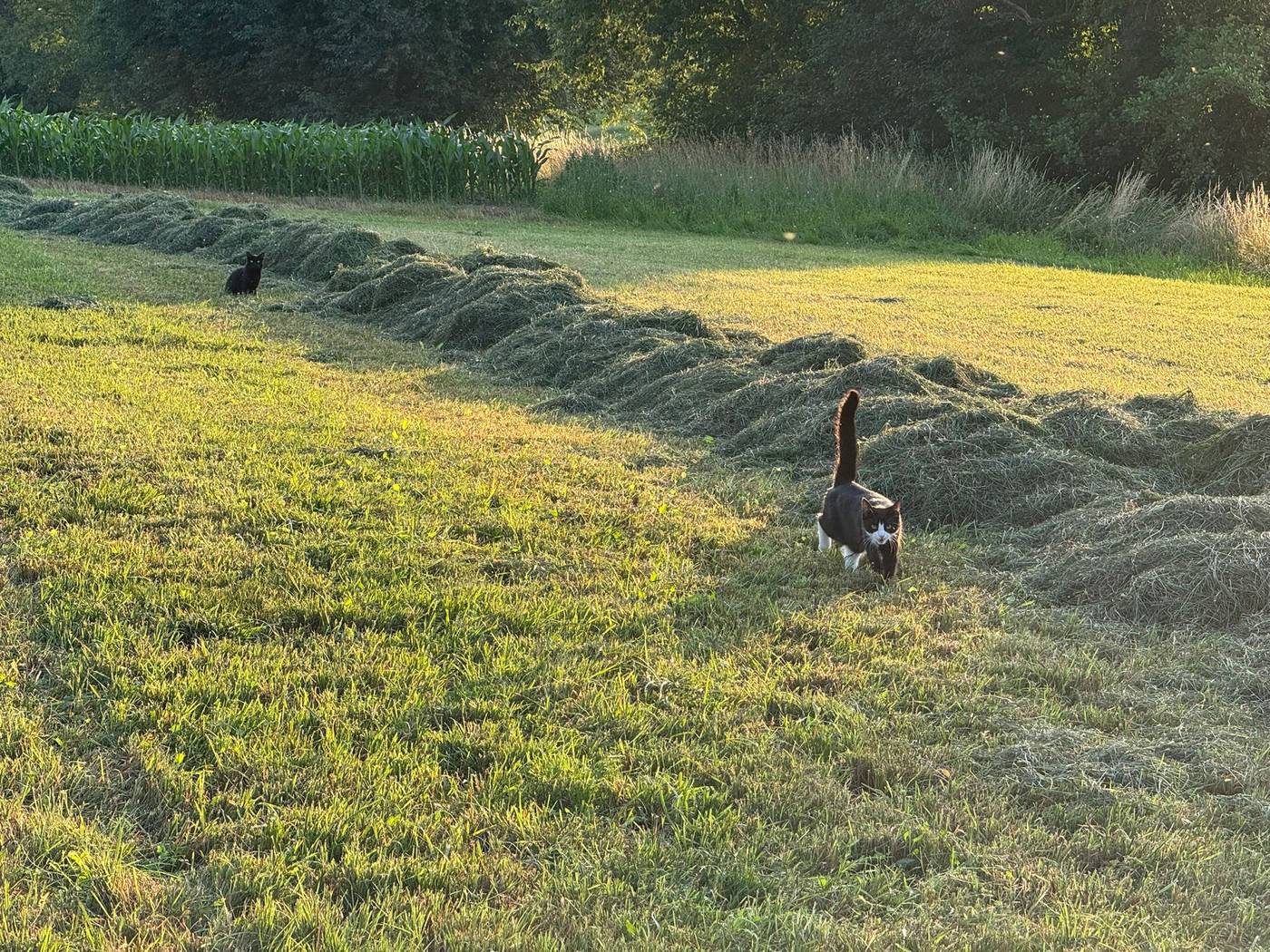 Zwei Hofkatzen im frisch gemähten Feld