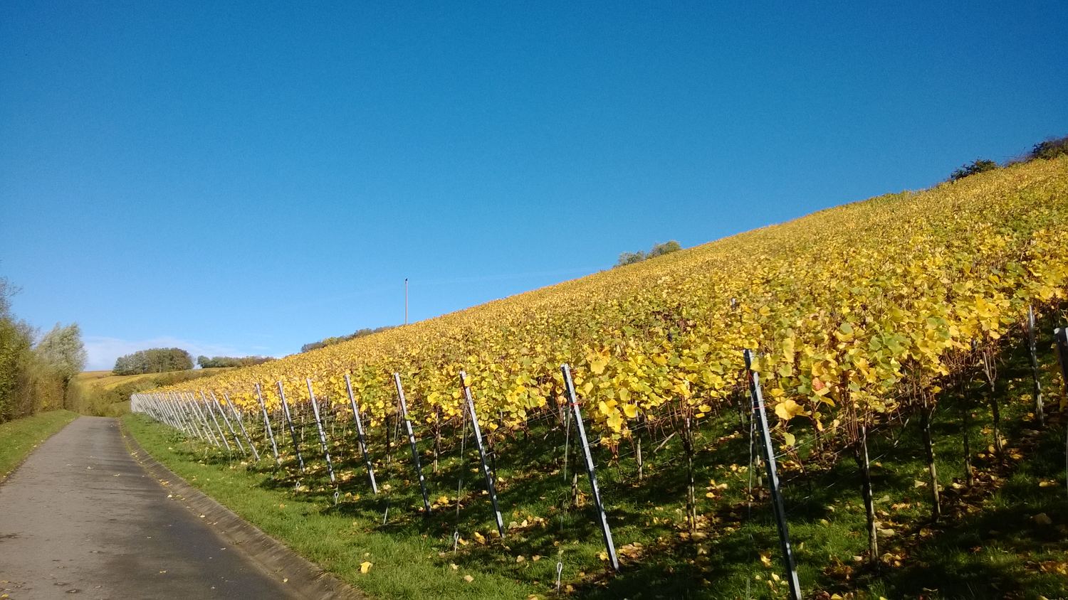 Herbstlich gelb gefärbter Weinberg an einem Hang