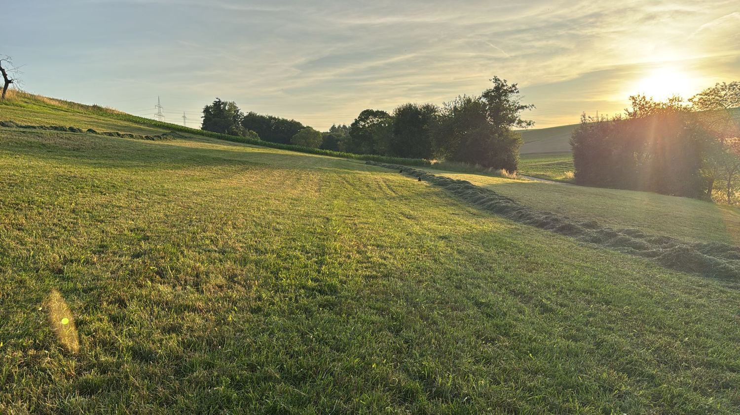 Frisch gemähte Wiese im Abendlicht